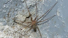 在水中嵌入水中的地中海recluse spider