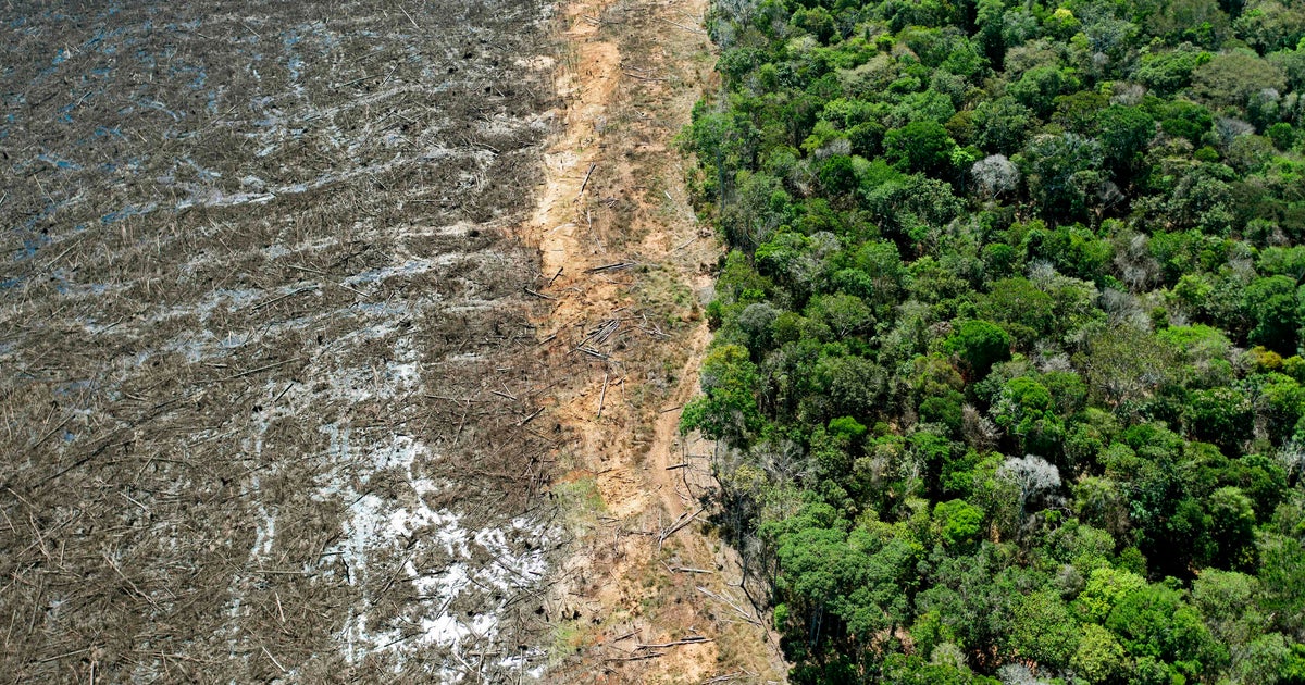 Illegal deforestation is ravaging the planet and driving emissions up. A new bill in Congress seeks to change that. - Illegal deforestation is ravaging the planet and driving emissions up. A new bill in Congress seeks to change that.