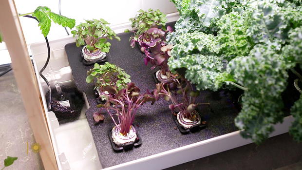 hydroponics.jpg 