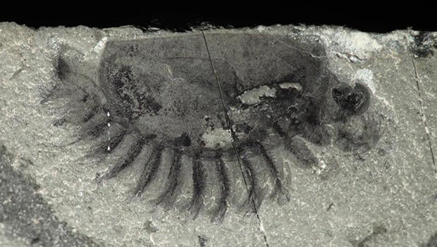 fossil3.jpg