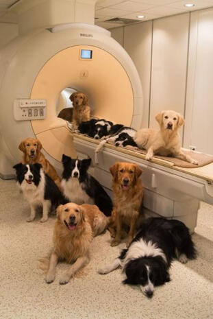 dogscan.jpg