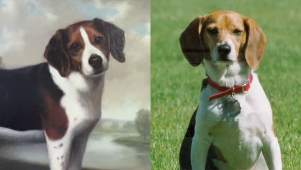 ralph-betty-beagles-b-620.jpg