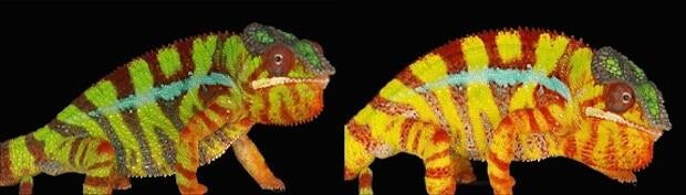 chameleon7.jpg