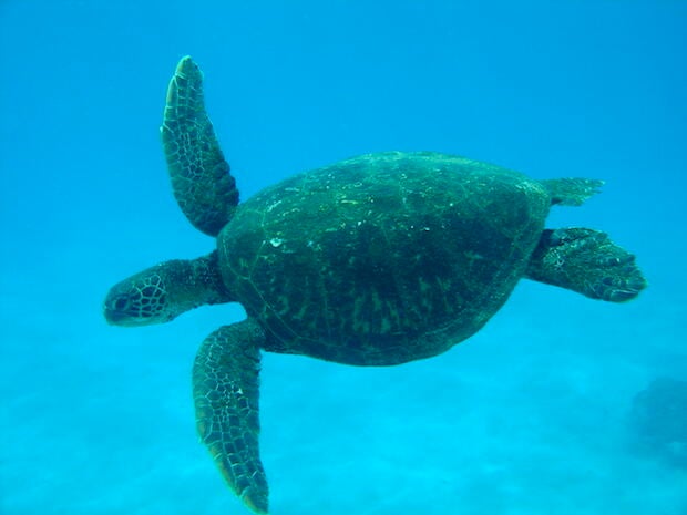turtle.jpg