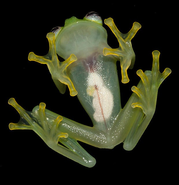 dianae-ventral-view.jpg