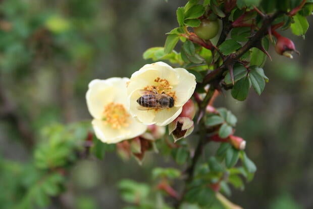 a-cerana-foraging-rose.jpg