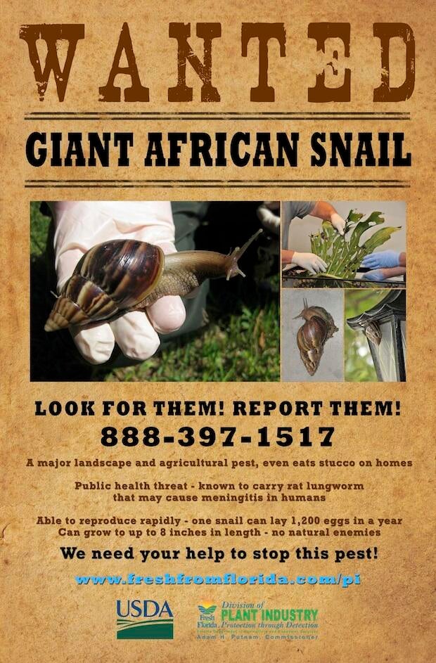giantafricansnailposter.jpg