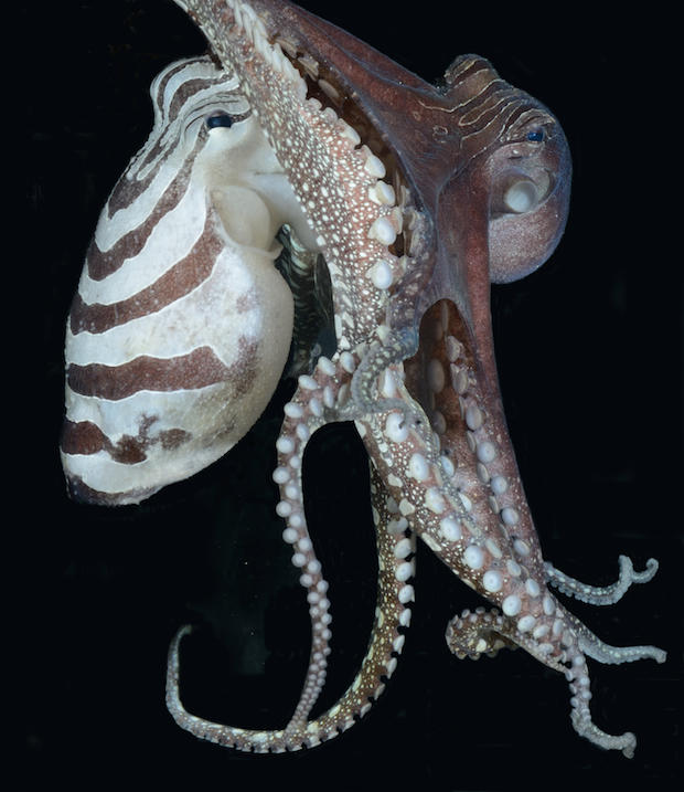 Sneaky Social Sexy Octopuses Surprise Scientists Cbs News