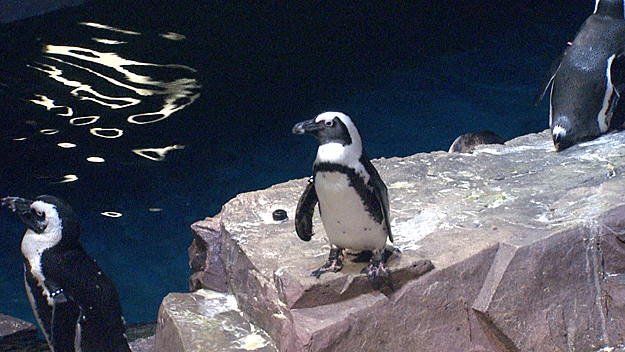 New England Aquarium 