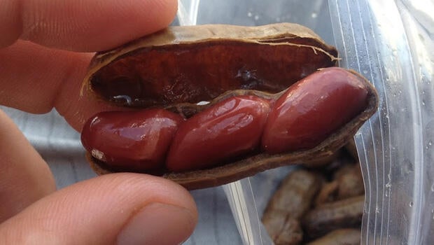 peanut-dude-boiled-peanuts-620.jpg