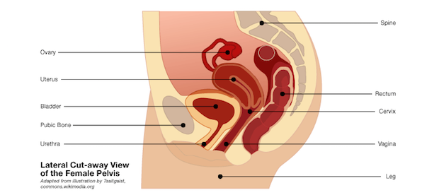 cut-away-view-of-the-female-pelvis.png