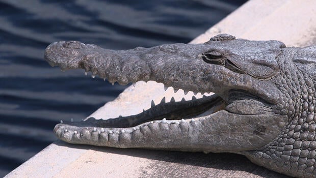 everglades-national-park-resident-620.jpg