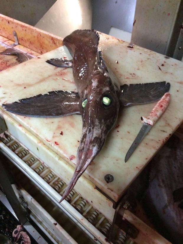 chimaera-fish-3.jpg