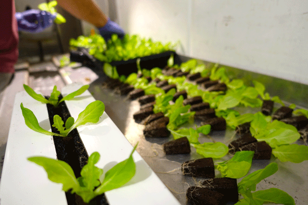 freight-farms-transplanting2.gif