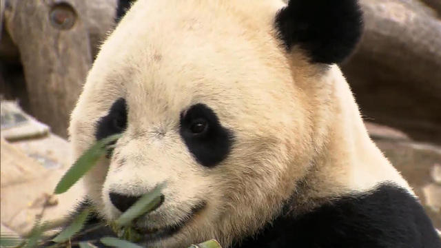 affordable jeff corwin explains bao baous trip to china with baos vintage with baos retro - Baos Vintage affordable jeff corwin explains bao baous trip to china with baos vintage with baos retro - Baos Vintage