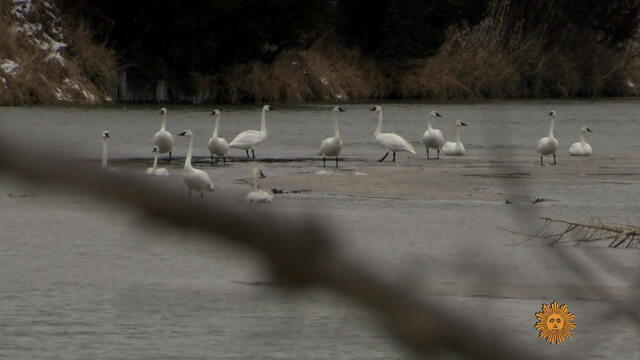 Nature: Trumpeter swans 