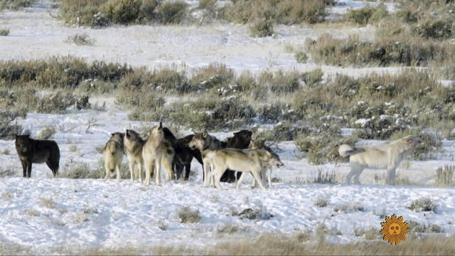 Wolves of Yellowstone 