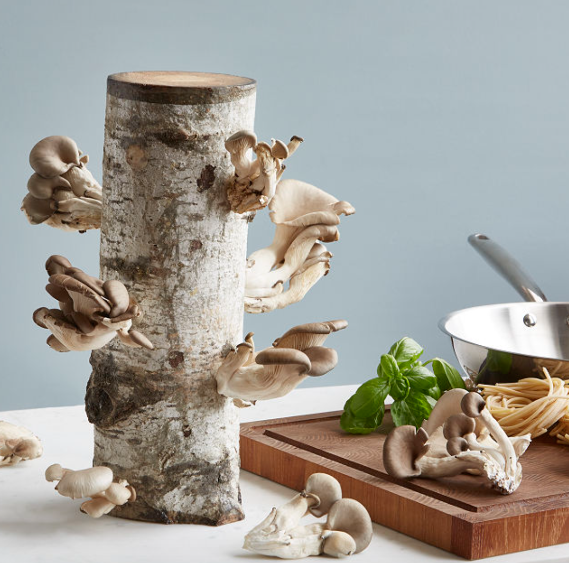 Oyster Mushroom Log Kit 