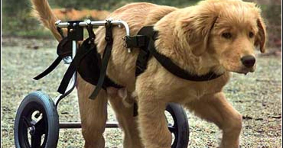 Disabled Dog Defies The Odds CBS News