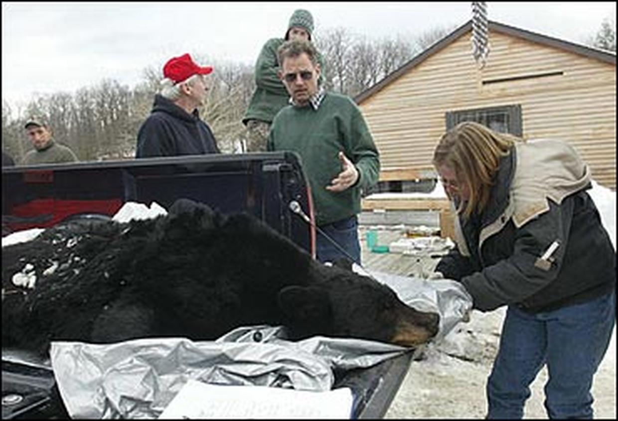 New Jersey Bear Hunt Photo 1 CBS News