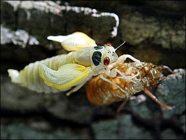 Cicadas Photo 4 Pictures CBS News