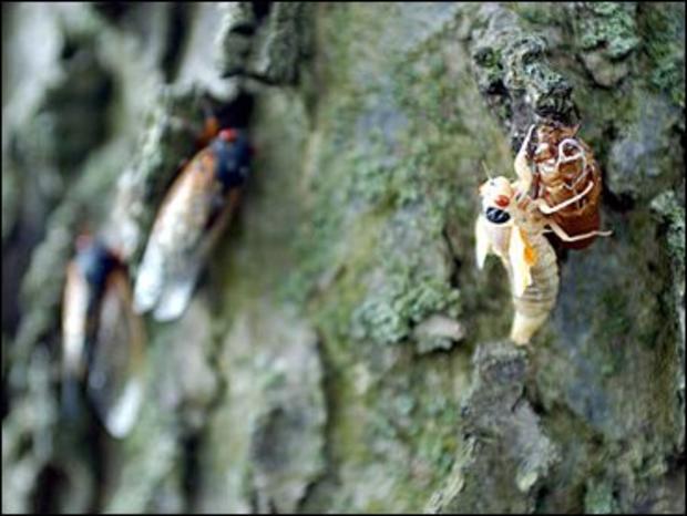 Cicadas - CBS News