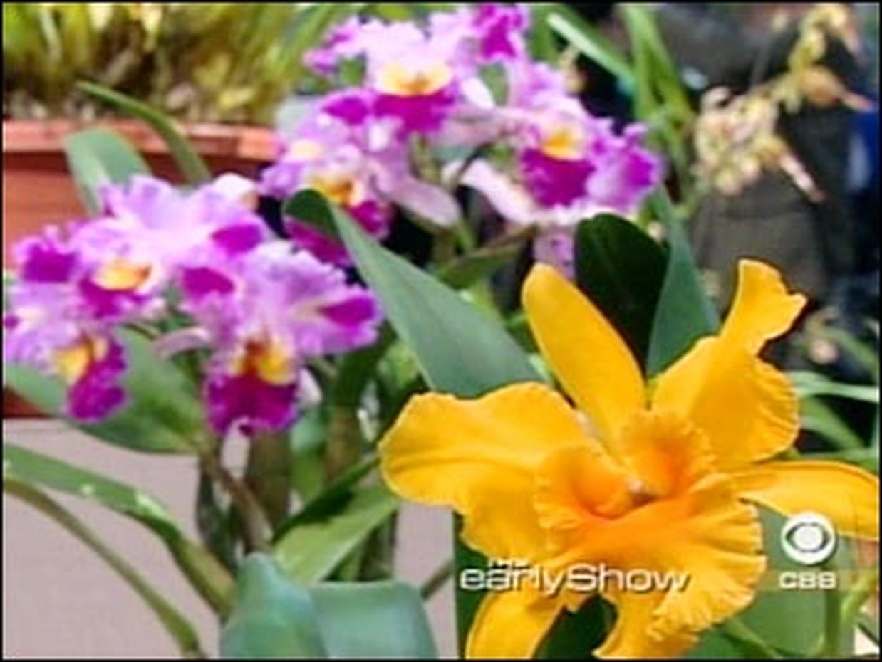 The Flower Show Photo 5 CBS News