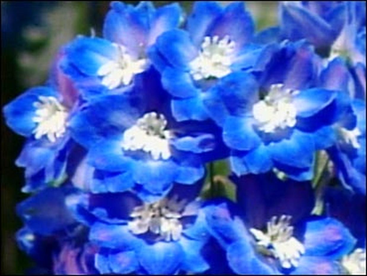 The Flower Show Photo 2 Pictures CBS News