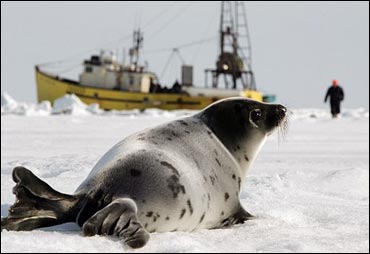 Seal Hunt CBS News