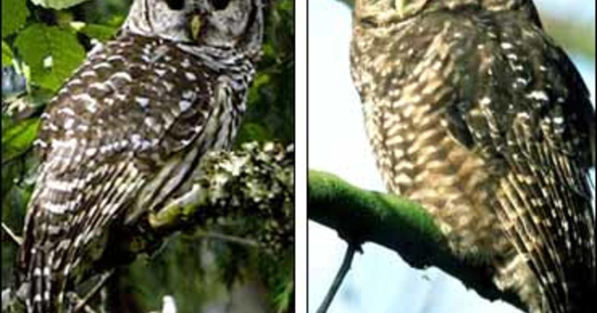 Owls Killing Owls CBS News