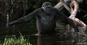 Gorillas Seen Using Tools In Wild CBS News