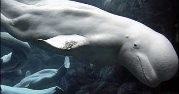 Ailing Beluga Whale Euthanized At Aquarium CBS News