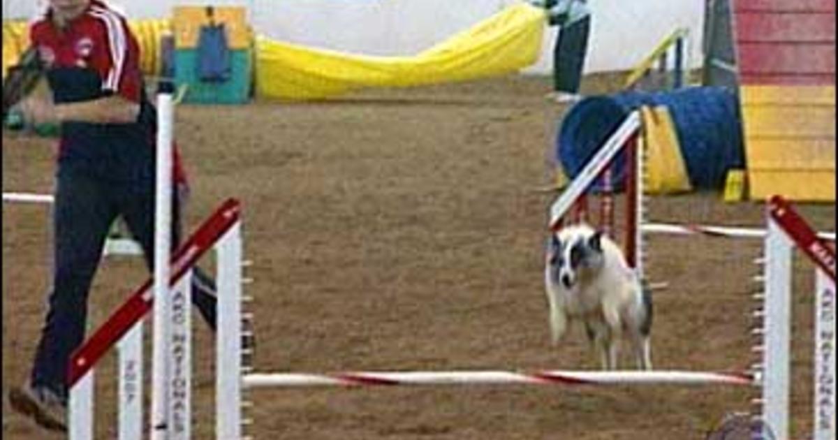 Agility Championship Is For The Dogs CBS News