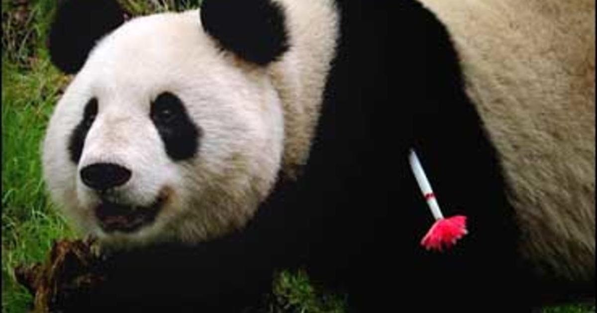 Panda Freed Into Wild Found Dead - CBS News