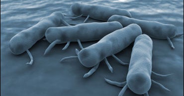 Salmonella Cases Spread To 16 States CBS News