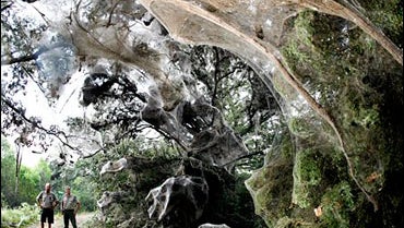 Giant Spider Web In Texas Park Giant Spider Web In Texas Park