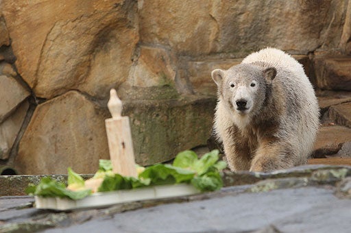 Берлинский зоопарк фото. Берлинский зоопарк берлин. Белый медведь сбоку. Медведи в берлинском зоопарке. Берлинский зоопарк белый медведь.