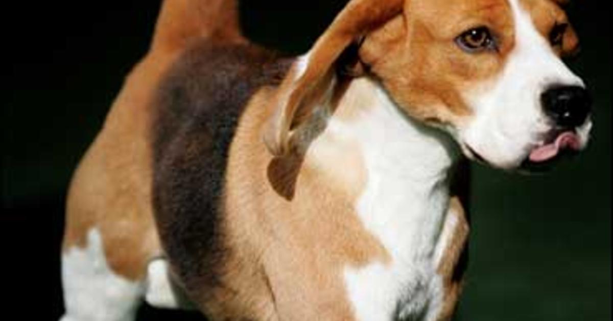 Beagle Is Top Dog At Westminster - CBS News