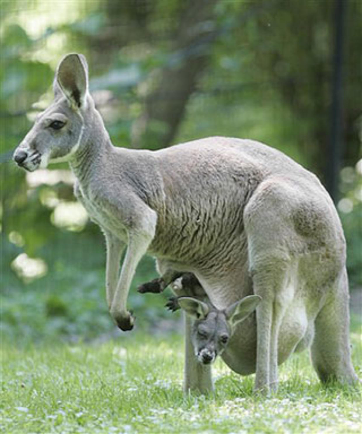 Kangaroo. Сумчатые кенгуру. Кенгуру сумчатое животное. Сумчатые кенгуру в Австралии. Сумчатые млекопитающие Австралии.