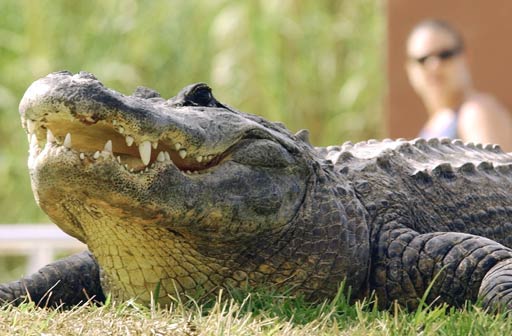 Alligator attacks