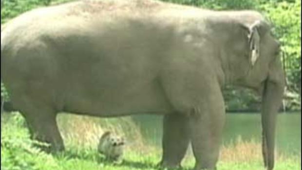 On Elephant Sanctuary Unlikely Friends Cbs News