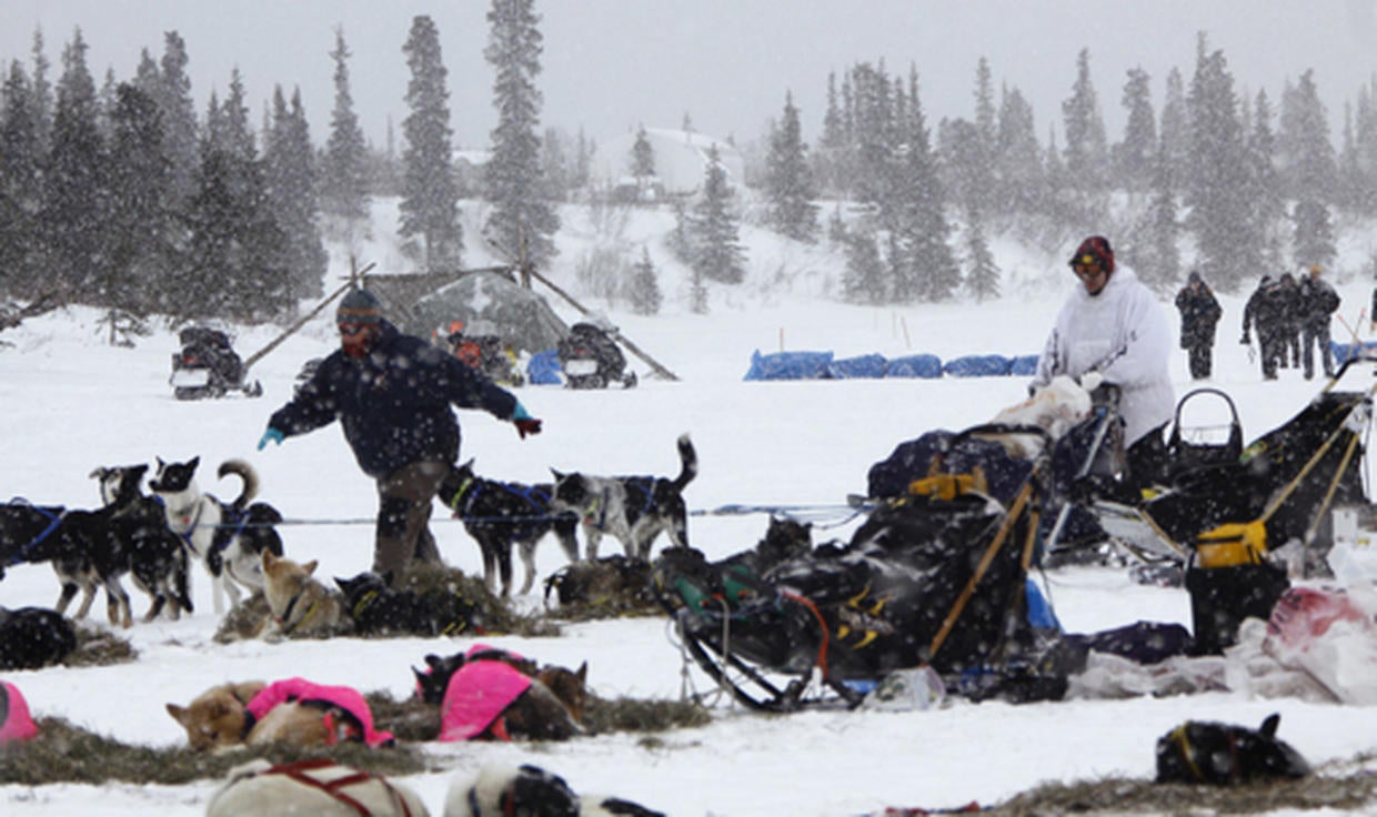 Iditarod the test of endurance for man and beast picture