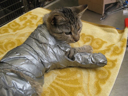 A Cat's "Sticky" Situation