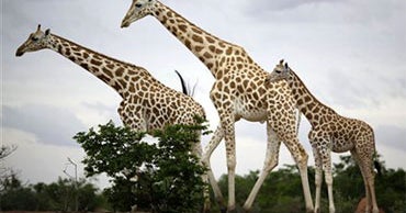 West African Giraffes Defy Extinction CBS News West African Giraffes Defy Extinction CBS News