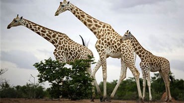 West African Giraffes Defy Extinction West African Giraffes Defy Extinction