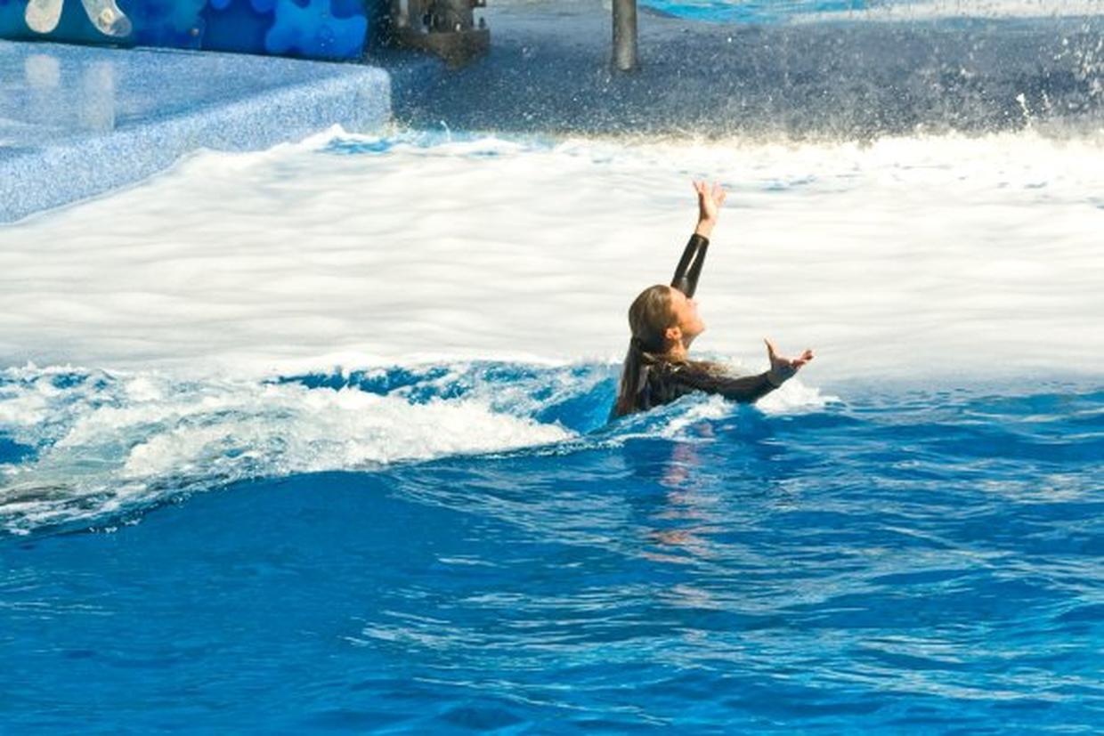 Dawn Brancheau SeaWorld Trainer Killed Photo 21 CBS News