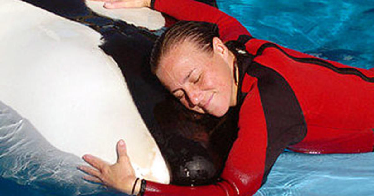 Dawn Brancheau SeaWorld Trainer Killed