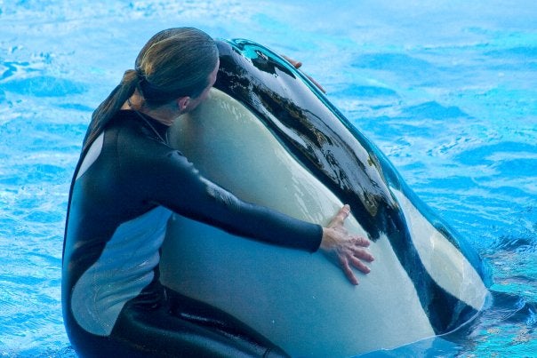 Dawn Brancheau SeaWorld Trainer Killed CBS News