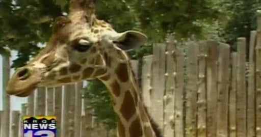 Kashka Beloved Giraffe From Albuquerque Zoo Dismembered Thrown