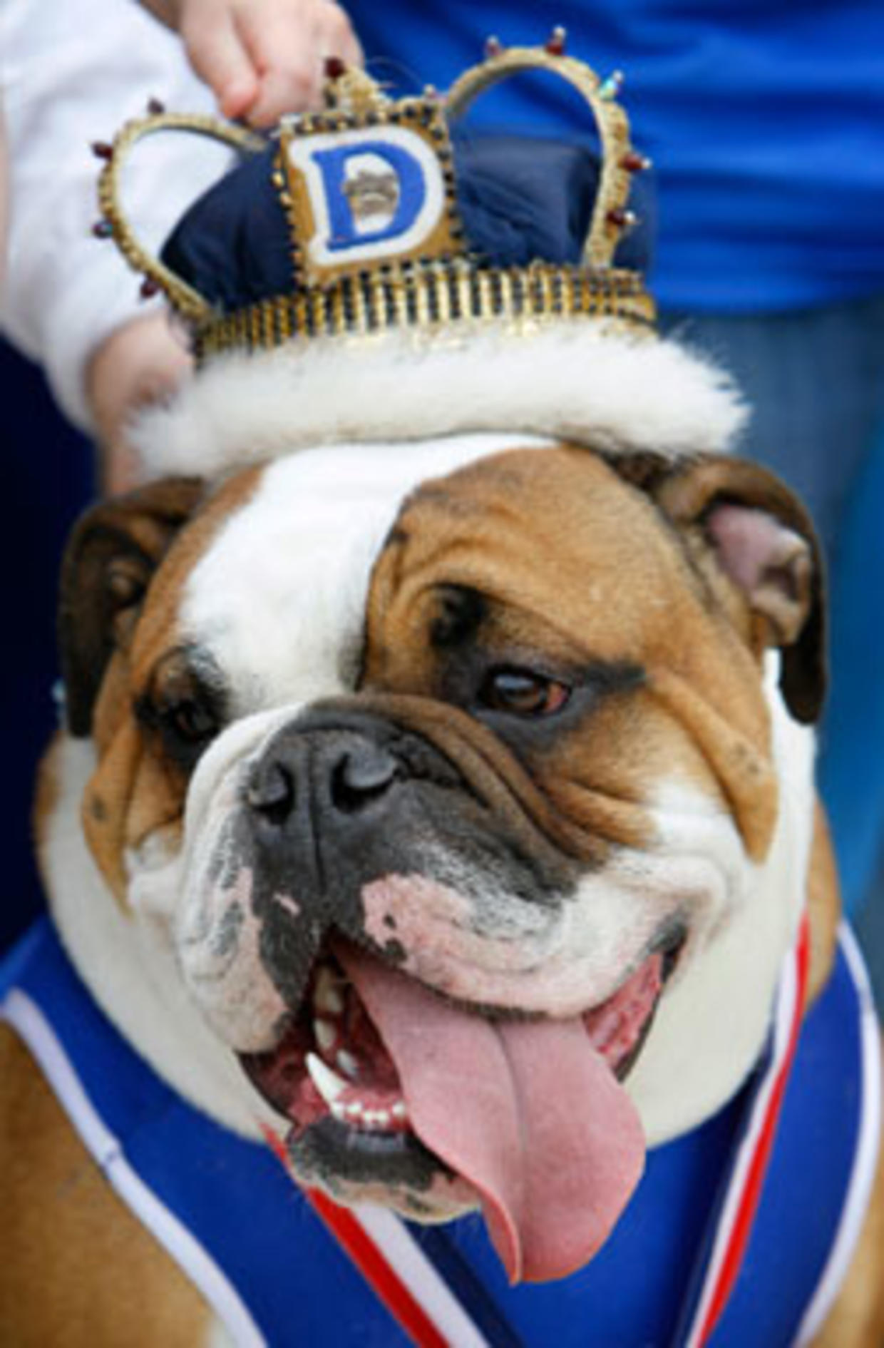 Beautiful Bulldog Contest CBS News